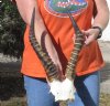 16 inch Male Blesbok Horns on Skull Plate - You are buying the horns and skull plate shown for $38.00
