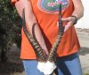 15 inch Male Blesbok Horns on Skull Plate - You are buying the horns and skull plate shown for $38.00