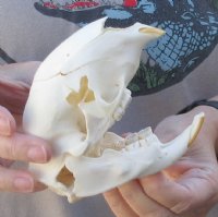 B Grade African Porcupine Skull (Hystrix africaeaustrailis) measuring 5 inches long by 2-3/4 inches wide  - You are buying the one pictured for $50.