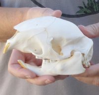 B Grade African Porcupine Skull (Hystrix africaeaustrailis) measuring 5 inches long by 2-3/4 inches wide  - You are buying the one pictured for $50.