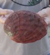 Natural Red Abalone...