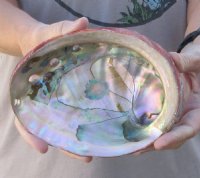 Natural Red Abalone Shell for Shell decor 7 inches wide, commercial grade  - You are buying the shell pictured for $20