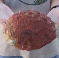 Natural Red Abalone Shell for Shell decor 7 inches wide, commercial grade - Some worn spots on the outer surface - You are buying the shell pictured for $20