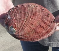 Natural Red Abalone Shell for Shell decor 7 inches wide, commercial grade - This shell has some damage to the edge - You are buying the shell pictured for $20