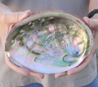 Natural Red Abalone Shell for Shell decor 7 inches wide, commercial grade - This shell has some damage to the edge - You are buying the shell pictured for $20