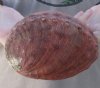 Natural Red Abalone...