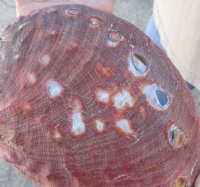 Natural Red Abalone Shell for Shell decor 7 inches wide, commercial grade - Some worn spots on the outer surface - You are buying the shell pictured for $20