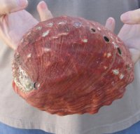 Natural Red Abalone Shell for Shell decor 7 inches wide, commercial grade  -  This shell has worm holes and worn spots - You are buying the shell pictured for $20