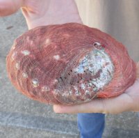 Natural Red Abalone Shell for Shell decor 7 inches wide, commercial grade  -  This shell has worm holes and worn spots - You are buying the shell pictured for $20