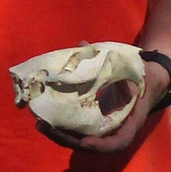 B-Grade Discounted/damaged North American Beaver Skull (castor) measuring 5 inches for $17