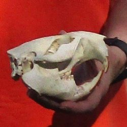 B-Grade Discounted/damaged North American Beaver Skull (castor) measuring 5 inches for $17