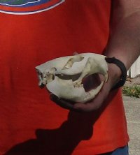 B-Grade Discounted/damaged North American Beaver Skull (castor) measuring 5 inches - You are buying the skull shown for $23 (jaws glued shut)