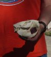 B-Grade Discounted/damaged North American Beaver Skull (castor) measuring 5 inches - You are buying the skull shown for $23 (jaws glued shut)