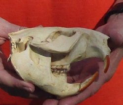 B-Grade Discounted/damaged North American Beaver Skull (castor) measuring 5 inches for $17
