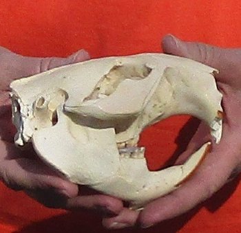 B-Grade Discounted/damaged North American Beaver Skull (castor) measuring 5 inches for $17