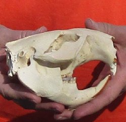 B-Grade Discounted/damaged North American Beaver Skull (castor) measuring 5 inches for $17