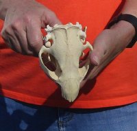 B-Grade Discounted/damaged North American Beaver Skull (castor) measuring 5 inches for $17