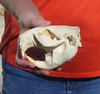 B-Grade Discounted/damaged North American Beaver Skull (castor) measuring 5 inches for $17