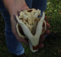 B-Grade Discounted/damaged North American Beaver Skull (castor) measuring 5 inches for $17