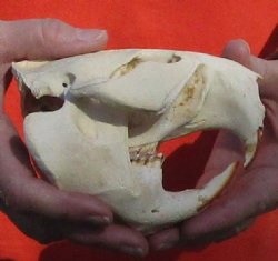 B-Grade Discounted/damaged North American Beaver Skull (castor) measuring 5-1/4 inches for $17 
