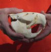 B-Grade Discounted/damaged North American Beaver Skull (castor) measuring 5-1/4 inches - You are buying the skull shown for $23 (jaw glued shut)