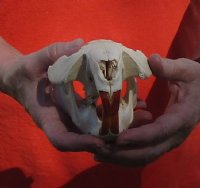 B-Grade Discounted/damaged North American Beaver Skull (castor) measuring 5-1/4 inches - You are buying the skull shown for $23 (jaw glued shut)