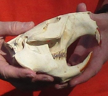 B-Grade Discounted/damaged North American Beaver Skull (castor) measuring 5-1/4 inches for $17
