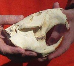B-Grade Discounted/damaged North American Beaver Skull (castor) measuring 5-1/4 inches for $17
