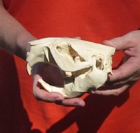 B-Grade Discounted/damaged North American Beaver Skull (castor) measuring 5-1/4 inches - You are buying the skull shown for $23 (jaws glued shut)