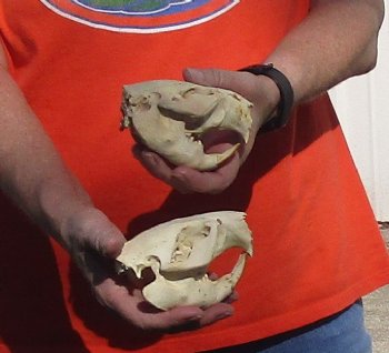 Two piece lot of B-Grade North American Beaver Skulls (castor) measuring 4-1/4 inches for $28/lot 