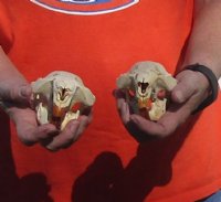 Two piece lot of B-Grade North American Beaver Skulls (castor) measuring 4-1/4 inches for $28/lot 