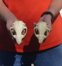 Two piece lot of B-Grade North American Beaver Skulls (castor) measuring 4-1/4 inches for $28/lot 