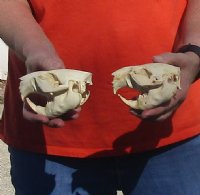 Two piece lot of B-Grade North American Beaver Skulls (castor) measuring 4-1/4 inches for $28/lot 