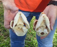Two piece lot of B-Grade North American Beaver Skulls (castor) measuring 4-1/4 inches for $28/lot 