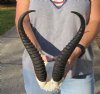 12 inch Male Springbok Horns on Springbok Skull Plate - You are buying the horns and skull plate shown for $30