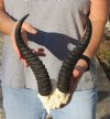 10 inch Male Springbok Horns on Springbok Skull Plate - You are buying the horns and skull plate shown for $30