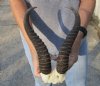 11 inch Male Springbok Horns on Springbok Skull Plate - You are buying the horns and skull plate shown for $30