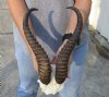 13 inch Male Springbok Horns on Springbok Skull Plate - You are buying the horns and skull plate shown for $30