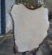 Craft Grade 43 inch by 36 inch Tanned Reindeer hide imported from Finland. You will receive the skin pictured for $75.00