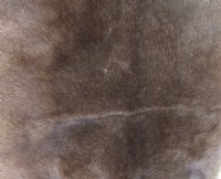 Grade B Reindeer pelt/hide/skin without legs, 46 inches long by 33 inches wide - You will receive the one pictured for $95