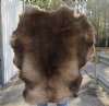 Grade B Reindeer pelt/hide/skin without legs, 41 inches long by 33 inches wide - You will receive the one pictured for $95