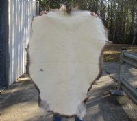 Grade B Reindeer pelt/hide/skin without legs, 47 inches long by 32 inches wide for $95