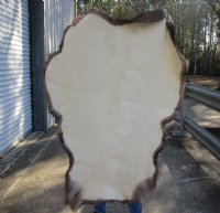 Grade B Reindeer pelt/hide/skin without legs, 45 inches long by 33 inches wide for $95