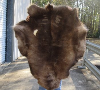 Grade B Reindeer pelt/hide/skin without legs, 45 inches long by 37 inches wide for $95