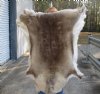 Craft Grade 41 inch by 44 inch Tanned Reindeer hide imported from Finland. You will receive the skin pictured for $75.00