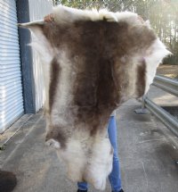 Craft Grade 47 inch by 57 inch Tanned Reindeer hide imported from Finland. You will receive the skin pictured for $75.00