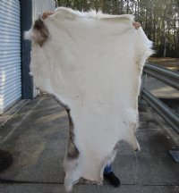 Craft Grade 47 inch by 57 inch Tanned Reindeer hide imported from Finland. You will receive the skin pictured for $75.00