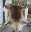 Craft Grade 44 inch by 46 inch Tanned Reindeer hide imported from Finland. You will receive the skin pictured for $75.00