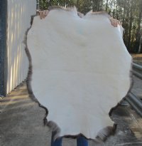 Grade A Reindeer pelt/hide/skin without legs, 42 inches long by 32 inches wide - You will receive the one pictured for $110