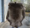 Grade A Reindeer pelt/hide/skin without legs, 45 inches long by 34 inches wide - You will receive the one pictured for $110